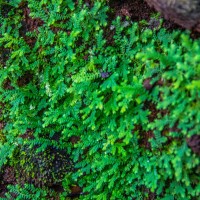 Selaginella ciliaris (Retz.) Spring